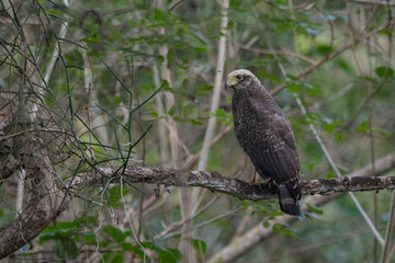 Andaman Islands, India, Andaman Serpent Eagle, Spilornis elgini