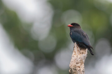 Andaman Islands, India, Dollar Bird, Eurystomus orientalis