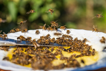 Fresh organic honey in white plate with many worker bees on garden background, closeup. Honey harvesting. Healthy organic natural food concept, diet