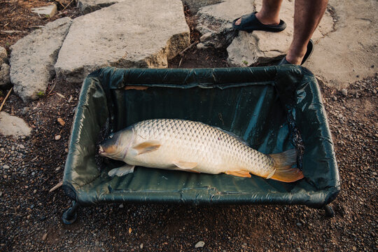 Beautiful carp freshly caught by a fisherman in a swamp