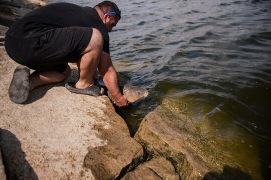 Fisherman throwing a freshly caught carp back into the water