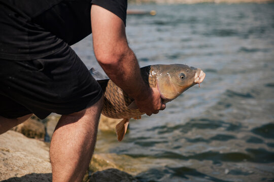 Fisherman throwing a freshly caught carp back into the water