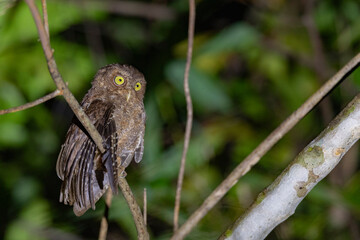 Andaman Islands, India, Andaman Scops Owl, Otus balli