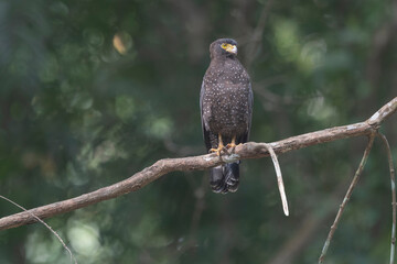 Andaman Islands, India, Andaman Serpent Eagle, Spilornis cheela