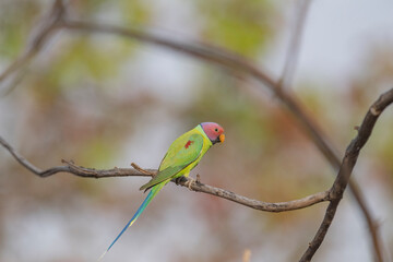 Pench National Park, Madhya Pradesh, India, Plum-headed Parakeet, Psittacula cyanocephala