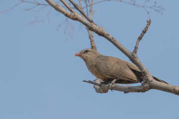 Pench National Park, Madhya Pradesh, India, Sirkeer malkoha, Phaenicophaeus leschenaultii