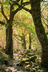 Forest landscape in Alsace (France)