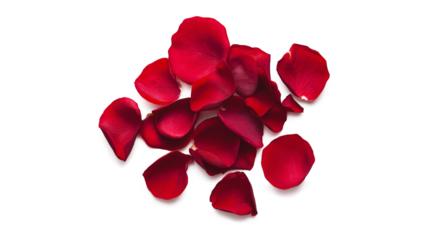Rose petals flower petal plant isolated on a white background