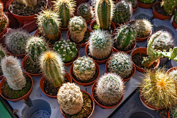 Mixed cacti and succulents in small pots