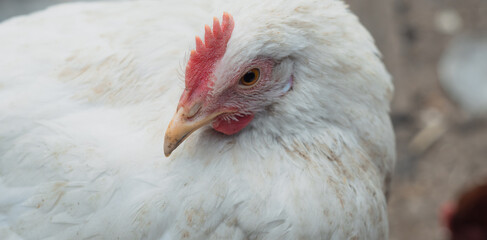 chickens walk in a pen in the village