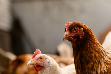 chickens walk in a pen in the village