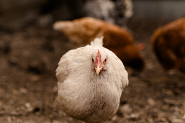 chickens walk in a pen in the village