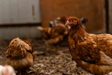 chickens walk in a pen in the village