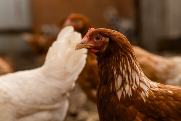 chickens walk in a pen in the village