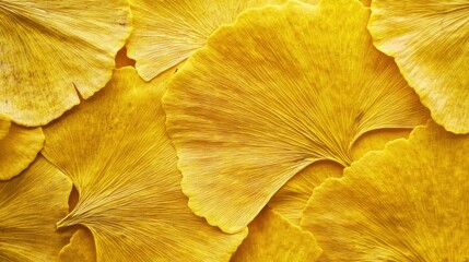 Naklejka premium Golden Autumn Leaves: Detailed Ginkgo Leaf Texture