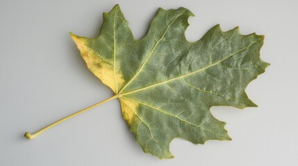 Fototapeta premium Close-up of a Green Leaf with Detailed Veins