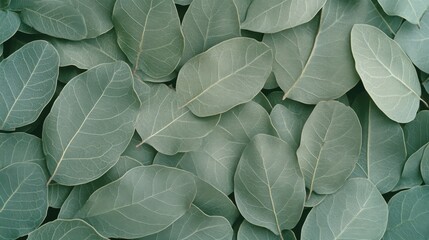 Fototapeta premium Green Leaf Texture, Close Up, Nature Background