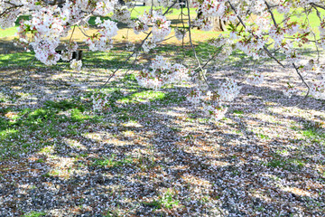 Obraz premium 小田原城二重櫓跡近くにある桜の大木