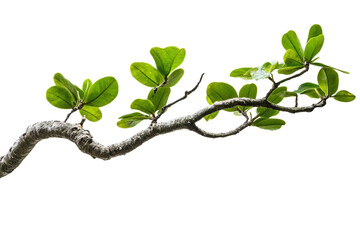 branch with leaves