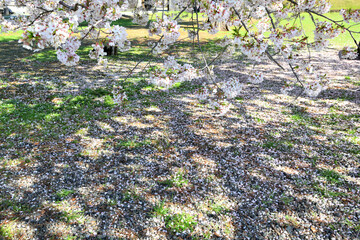 小田原城二重櫓跡近くにある桜の大木