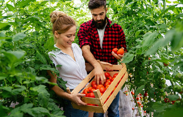 Successful farm family, couple engaged in growing of organic vegetables in hothouse, tomato