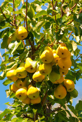 Ripe pears on a tree