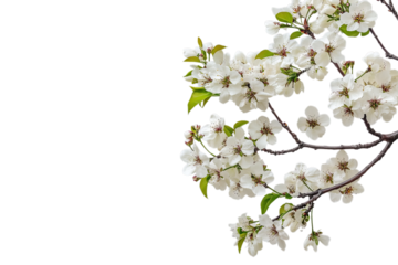 white cherry blossom on isolated transparent background