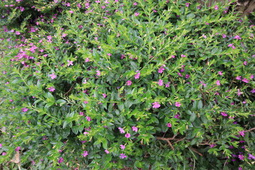 A bunch of mexican heather in violet color from lythraceae family