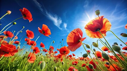 Obraz premium Tilted angle POV of vibrant red poppies and green leaves swaying in the wind against clear blue sky