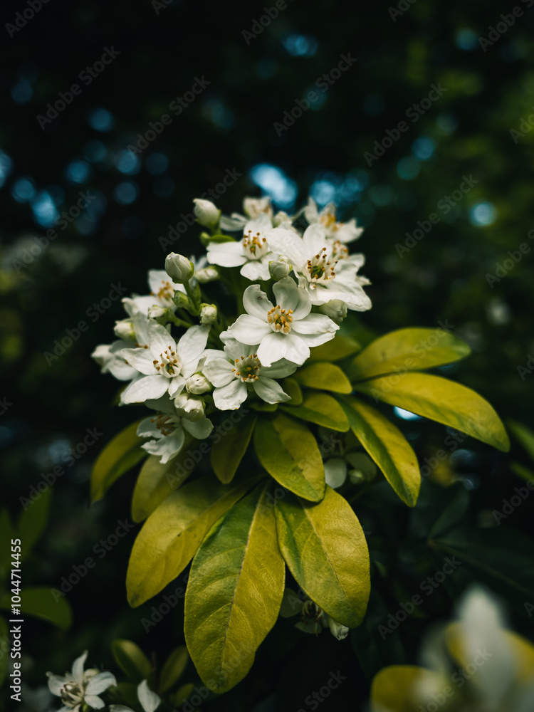 Wall mural white flowers in the garden