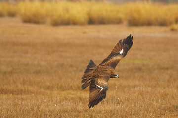 A graceful black kite is flying in the meadow. Birds of prey Black kite