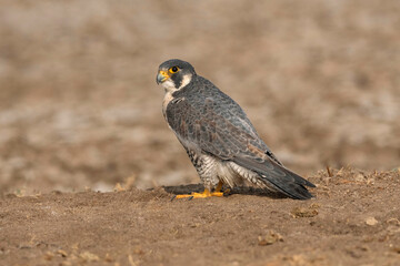 Black-winged kite, Elanus caeruleus, Little Rann of Kutch, Gujarat, India