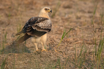Greater Spotted Eagle, Clanga clanga, fulvescens, Morph, Nal Sarovar Bird Sanctuary, Gujarat, India