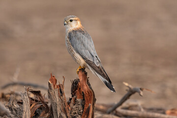 Merlin, Falco columbarius, Male, Little Rann of Kutch, Gujarat, India