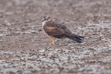 Montagu's, harrier, Circus pygargus, Female, Little Rann of Kutch, Gujarat, India