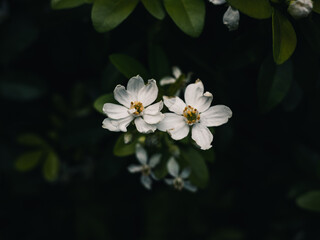 White flowers in the garden
