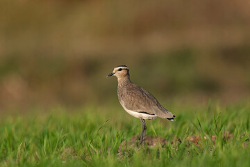 Sociable Lapwing, Vanellus gregarius, Nal Sarovar Bird Sanctuary, Gujarat, India