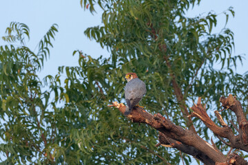 Red-necked falcon, Falco chicquera, Nal Sarovar Bird Sanctuary, Gujarat, India