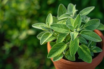 Green oregano plant in terracotta pot basking in natural sunlight