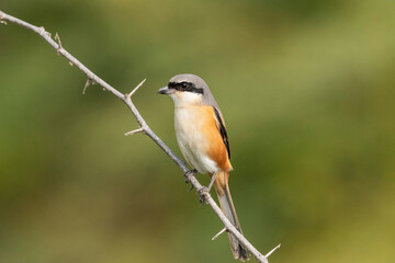 Long-tailed Shrike, Lanius schach, Nal Sarovar Bird Sanctuary, Gujarat, India