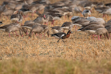 Fototapeta premium Red-breasted Goose, Branta ruficollis Nal Sarovar Bird Sanctuary, Gujarat, India. Vulnerable by the IUCN