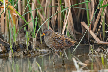 Spotted Crake, Porzana porzana, Nal Sarovar Bird Sanctuary, Gujarat, India