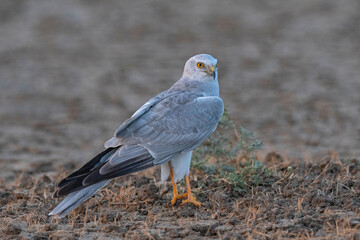 Pallid harrier, Circus macrourus, Little Rann of Kutch, Gujarat, India