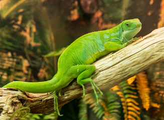 A green lizard is laying on a branch