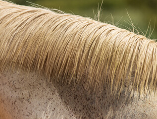 The horse has a long, brown mane and tail