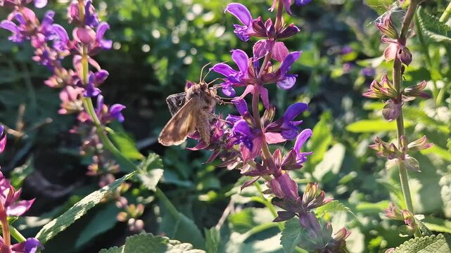 The silver Y migratory moth feeds on the nectar of a vibrant purple sage flower in a lush garden. Detailed closeup of Autographa gamma insect on the fragrant Salvia nemorosa plant