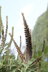 목초, 네이처, 식물, 들판, 밀, 건조한, 근접, 여름, flower, 가을, 매크로, 목초지, 식물, sky, 곡류, 씨, 엉겅퀴, 봄, 계절, blue, 귀, 선인장, yellow, 대마초, 가을, 깨, 식물