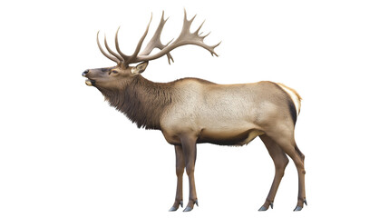 a bull elk bugling isolated on a white background