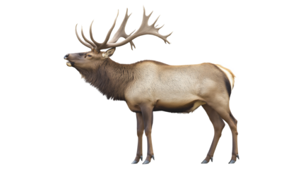 a bull elk bugling isolated on a white background