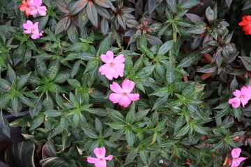 Heart shaped petals new guinea impatiens from balsaminaceae family